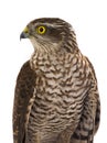 Portarait falcon isolated on a white Royalty Free Stock Photo