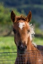 Portarit of a piebald three months old foal in a green meadow overlooking from a fence.