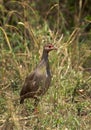 Portarit of a Red-necked spurfowl, Masai Mara Royalty Free Stock Photo