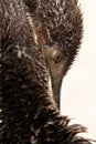 Portarit of a Socotra cormorant at Busaiteen coast, Bahrain Royalty Free Stock Photo