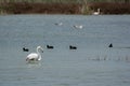 Portentous flamingo with long neck in a salt flats ecosystem Royalty Free Stock Photo