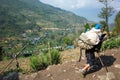 Porter carrying heavy load in basket up green Himalaya mountains