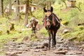 Porter donkey. Nepal