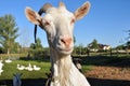 Porter white goat, farm Royalty Free Stock Photo