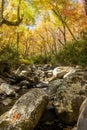Porters Creek Trickles Under Autumn Canopy