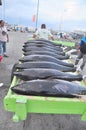 Porters are loading tuna onto truck to the seafood factory in General Santos city