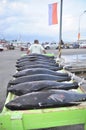 Porters are loading tuna onto truck to the seafood factory in General Santos city