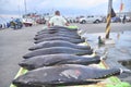 Porters are loading tuna onto truck to the seafood factory in General Santos city