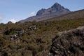 Porters in moorland, Mawenzi, Kilimanjaro