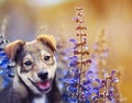 portert cute adorable puppy sits on a Sunny summer meadow of bright purple flowers Royalty Free Stock Photo