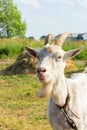 Portet of a white farm goat with a beard. A goat with large horns grazes in nature, a vertical portrait of a goat Royalty Free Stock Photo