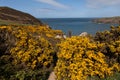 Porth Wen Gorse and bluebells Royalty Free Stock Photo