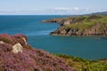 Porth Wen heather Royalty Free Stock Photo