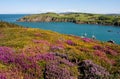 Porth Wen heather and gorse