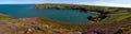 Porth Wen heather panorama Royalty Free Stock Photo