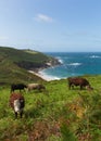 Portheras Cornwall on the Cornish coast South West of St Ives Royalty Free Stock Photo