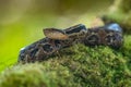 Porthidium nasutum, Rainforest Hognosed Pitviper, brown danger poison snake in the forest vegetation. Royalty Free Stock Photo