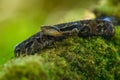 Porthidium nasutum, Rainforest Hognosed Pitviper, brown danger poison snake in the forest vegetation. Royalty Free Stock Photo