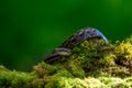 Porthidium nasutum, Rainforest Hognosed Pitviper, brown danger poison snake in the forest vegetation. Royalty Free Stock Photo