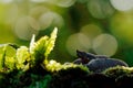 Porthidium nasutum, Rainforest Hognosed Pitviper, brown danger poison snake in the forest vegetation. Forest reptile in habitat, Royalty Free Stock Photo