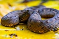 Porthidium nasutum, Rainforest Hognosed Pitviper, brown danger poison snake in the forest vegetation. Royalty Free Stock Photo