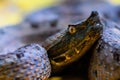 Porthidium nasutum, Rainforest Hognosed Pitviper, brown danger poison snake in the forest vegetation. Royalty Free Stock Photo