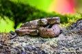 Porthidium nasutum, Rainforest Hognosed Pitviper, brown danger poison snake in the forest vegetation. Royalty Free Stock Photo