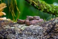 Porthidium nasutum, Rainforest Hognosed Pitviper, brown danger poison snake in the forest vegetation. Royalty Free Stock Photo