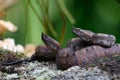 Porthidium nasutum, Rainforest Hognosed Pitviper, brown danger poison snake in the forest vegetation. Royalty Free Stock Photo