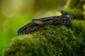 Porthidium nasutum, Rainforest Hognosed Pitviper, brown danger poison snake in the forest vegetation. Royalty Free Stock Photo