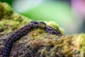 Porthidium nasutum, Rainforest Hognosed Pitviper, brown danger poison snake in the forest vegetation. Royalty Free Stock Photo