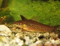 Porthole catfish (Dianema longibarbis)