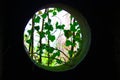 Porthole or round hole window type of a dark room, black. outside you can see the light, the nature and climbing branches of green