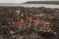 Porthor, The Whistling Sands, North Wales - flowers on the rocks. Royalty Free Stock Photo