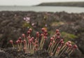 Porthor, The Whistling Sands, North Wales - pink flowers on the rocks. Royalty Free Stock Photo