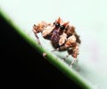 Portia Spider Royalty Free Stock Photo