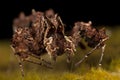 Portia spider - smartest spider in the world Royalty Free Stock Photo