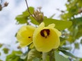 Portia Tree flower on tree