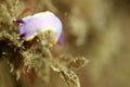 Nudibranch Royalty Free Stock Photo