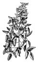 Portion of Annual Herbaceous Flowering Shoot of Erythrina Crista-Galli vintage illustration