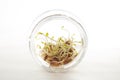 Portion of bean sprouts inside glass.