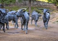 Portion of bronze steer sculpture in Pioneer Plaza in Dallas, Texas.