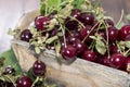 Portion of Cherries on wood