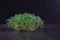 Portion of fresh Garden Cress Royalty Free Stock Photo