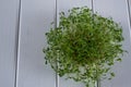 Portion of fresh Garden Cress on wooden background Royalty Free Stock Photo