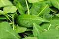 Portion of fresh Spinach close-up shot Royalty Free Stock Photo