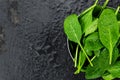 Portion of fresh Spinach close-up shot Royalty Free Stock Photo