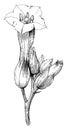 Portion of Inflorescence of Nicotiana Tabacum vintage illustration