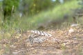 Portion of the spine of a dead animal carcass