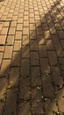 Portion of tiled floor with rectangular tiles